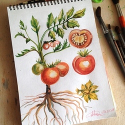 Томаты, ботаническая иллюстрация