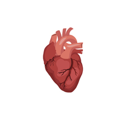 Vector Heart