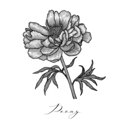 Peony