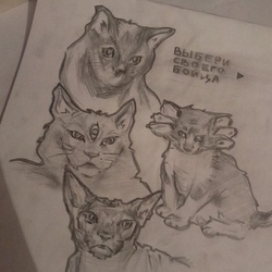 crazy cats