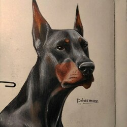 Доберман