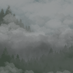 Лес в тумане 