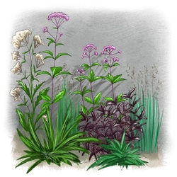 Ботанический скетч