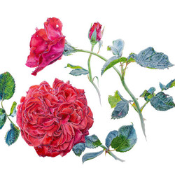 Красные розы, ботаническая иллюстрация, выполнена акварелью и переведена в JPEG file с растушёвкой краёв, изолирована на белом фоне.