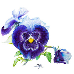 Цветок Виолы, ботаническая иллюстрация, выполнена акварелью и переведена в JPEG file с растушёвкой краёв, изолирована на белом фоне.