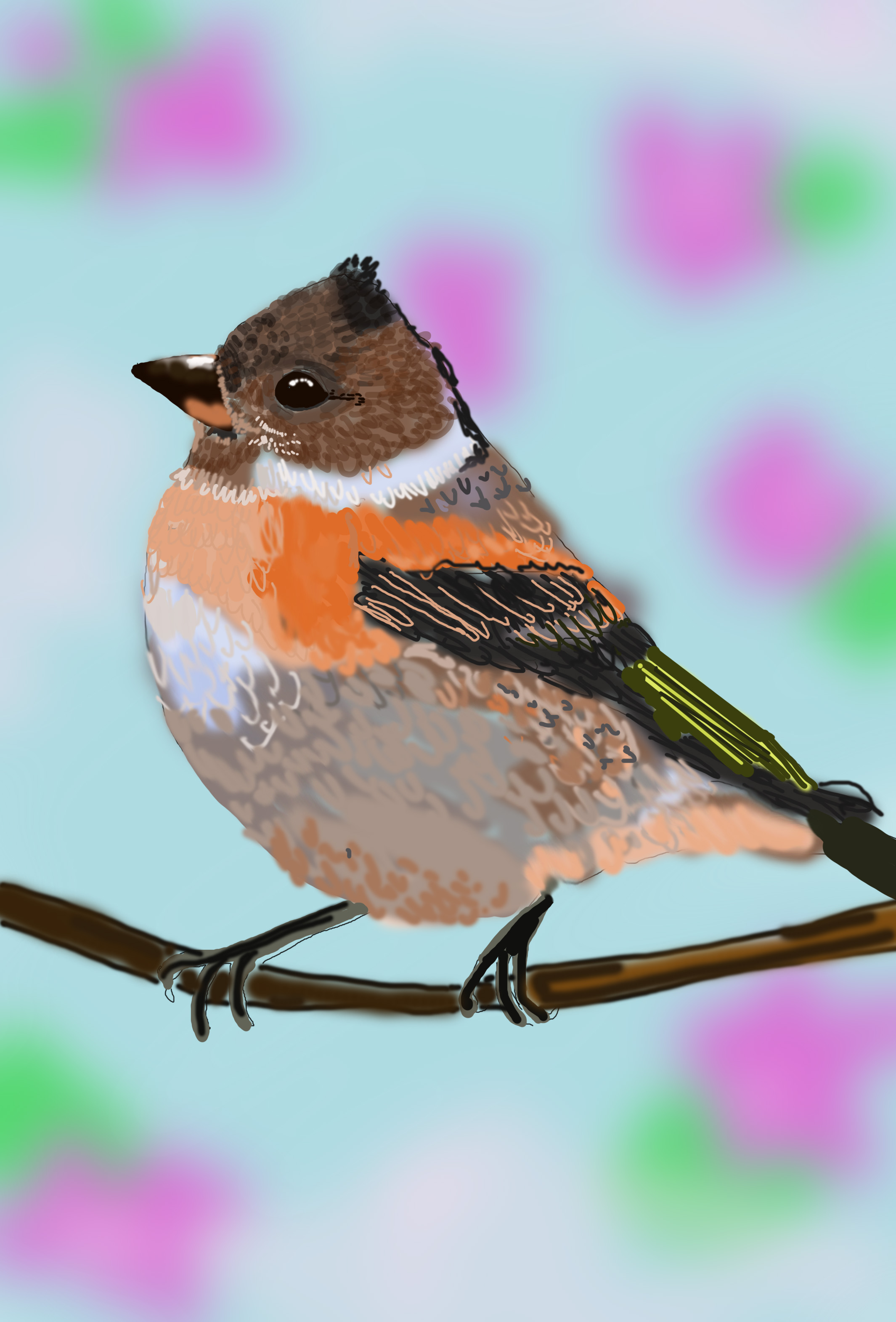 Юрок пересмешник