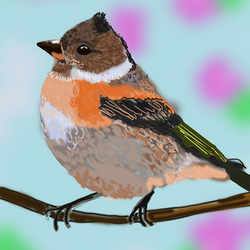 Юрок пересмешник