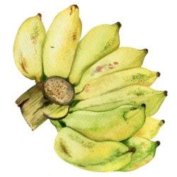 Гроздь желтых бананов