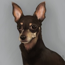 Chihuahua Drawing