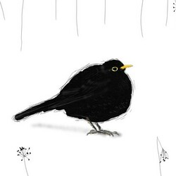 Чёрный дрозд