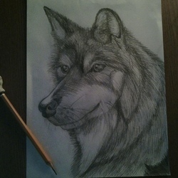 Wolf
