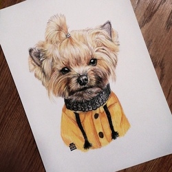 Йоркширский терьер