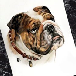 Английский бульдог