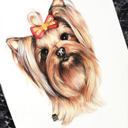 Йоркширский терьер