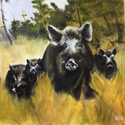 Стадо кабанов