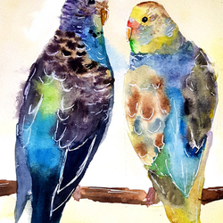 Волнистые попугаи