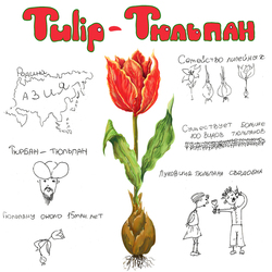 Тюльпан