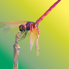 Розовая стрекоза