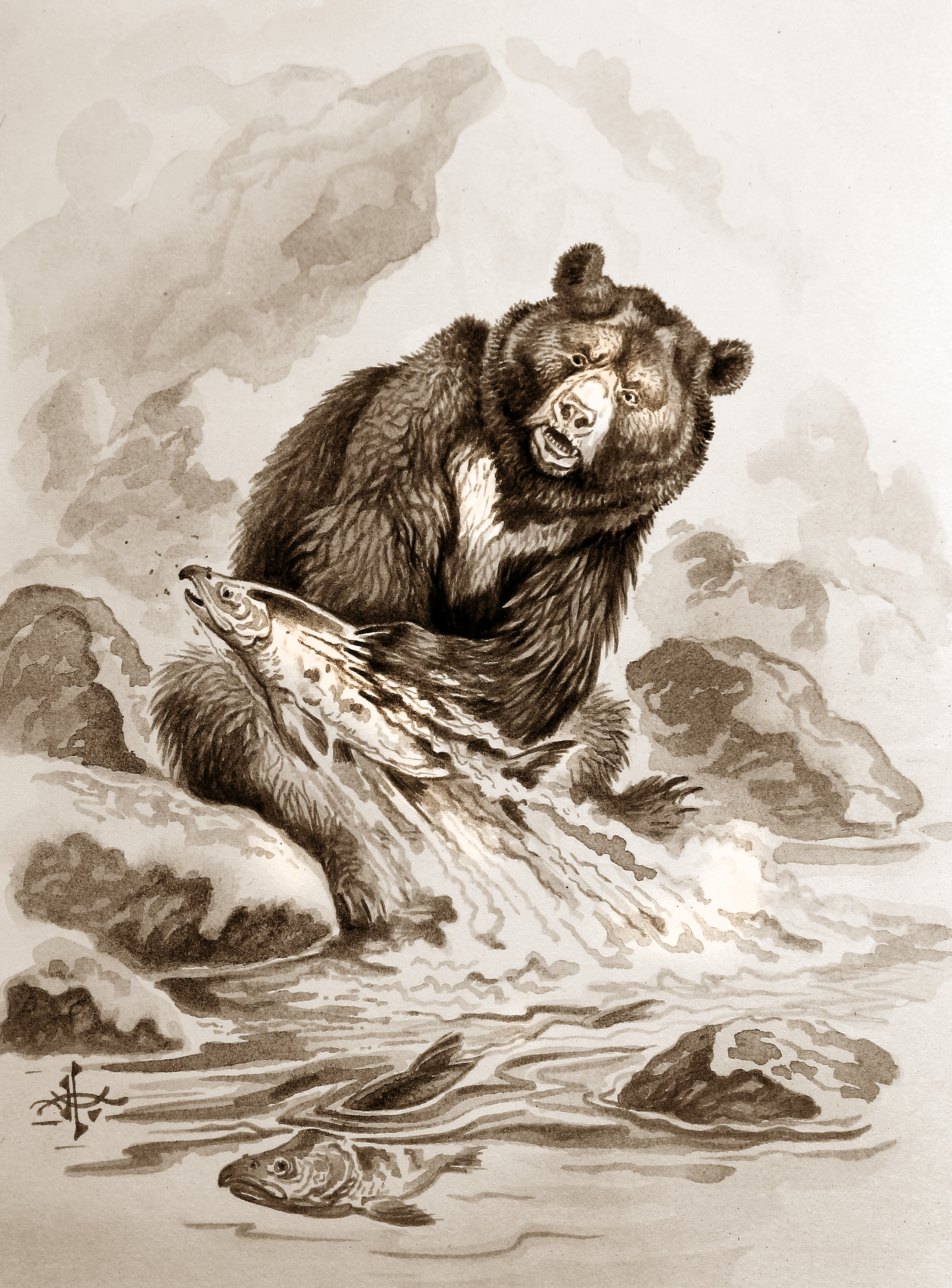 Медведь Графика