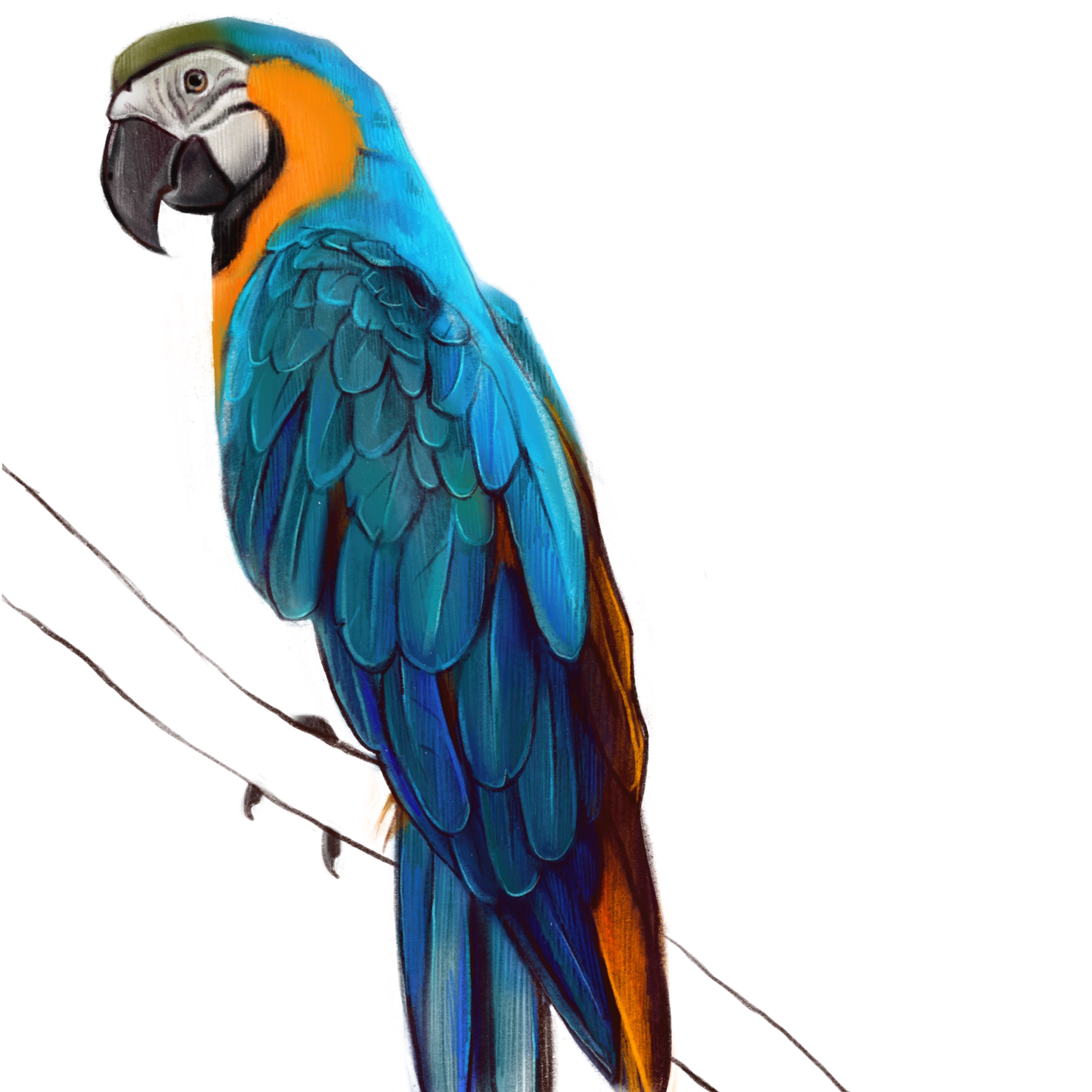 Parrot illustration