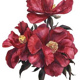 Peonies, America