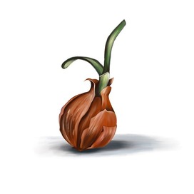 Onion