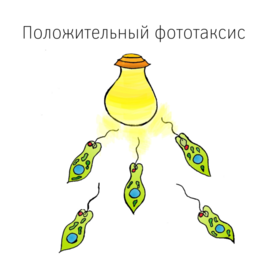 Положительный фототаксис