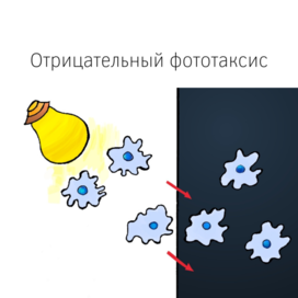 Отрицательный фототаксис
