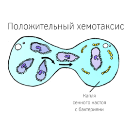 Положительный хемотаксис