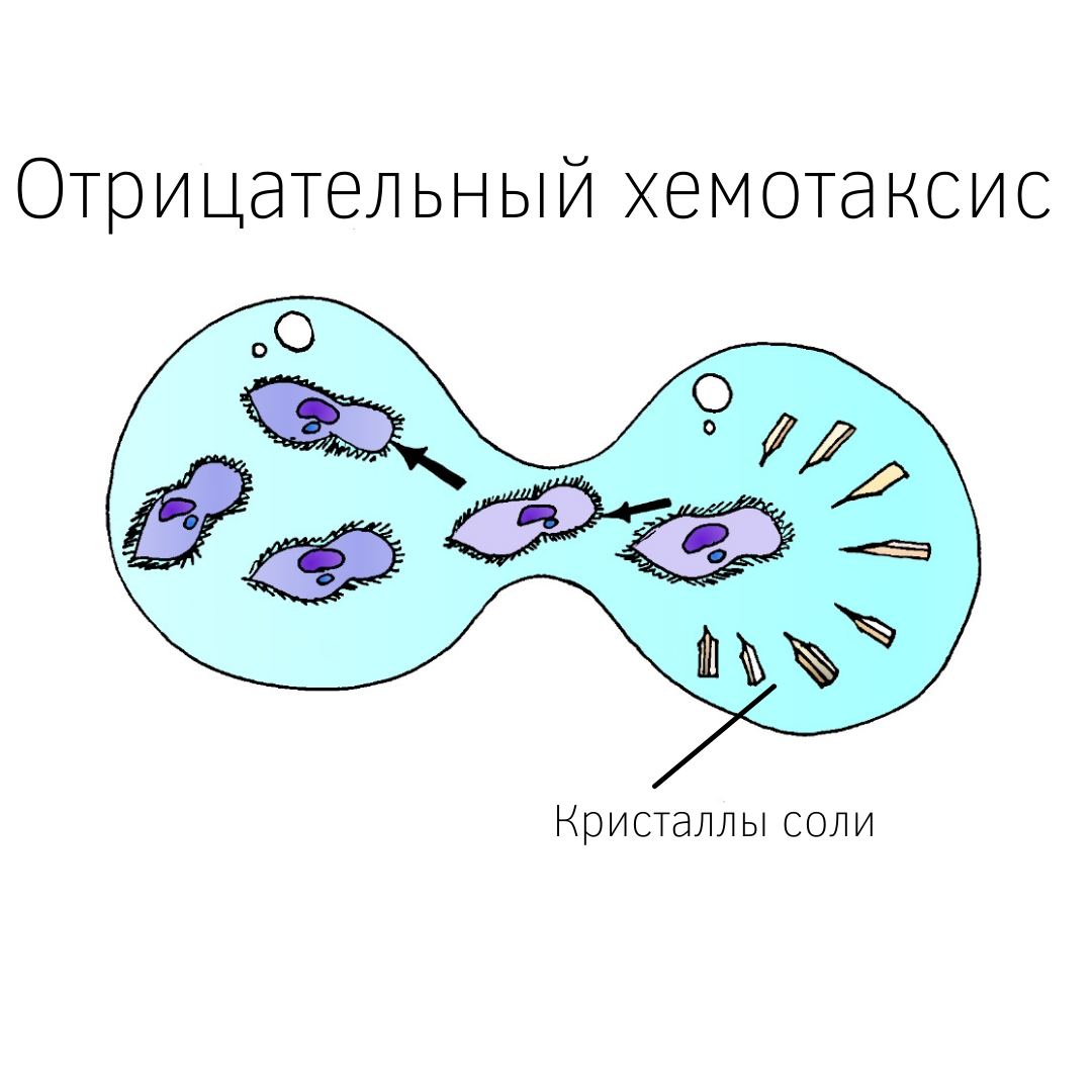 Хемотаксис инфузории. Отрицательный хемотаксис. Хемотаксис клеток это. Хемотаксис бактерий. Хемотаксис у одноклеточных.