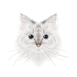 Портрет Кошки Новы