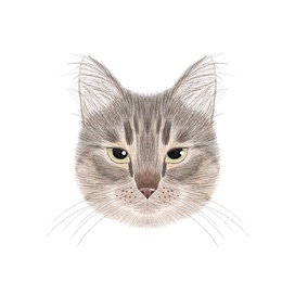 Портрет Кошки Маси