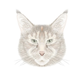 Портрет кошки Цыли