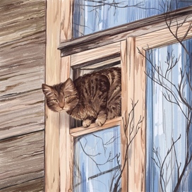 Кот в окне 
