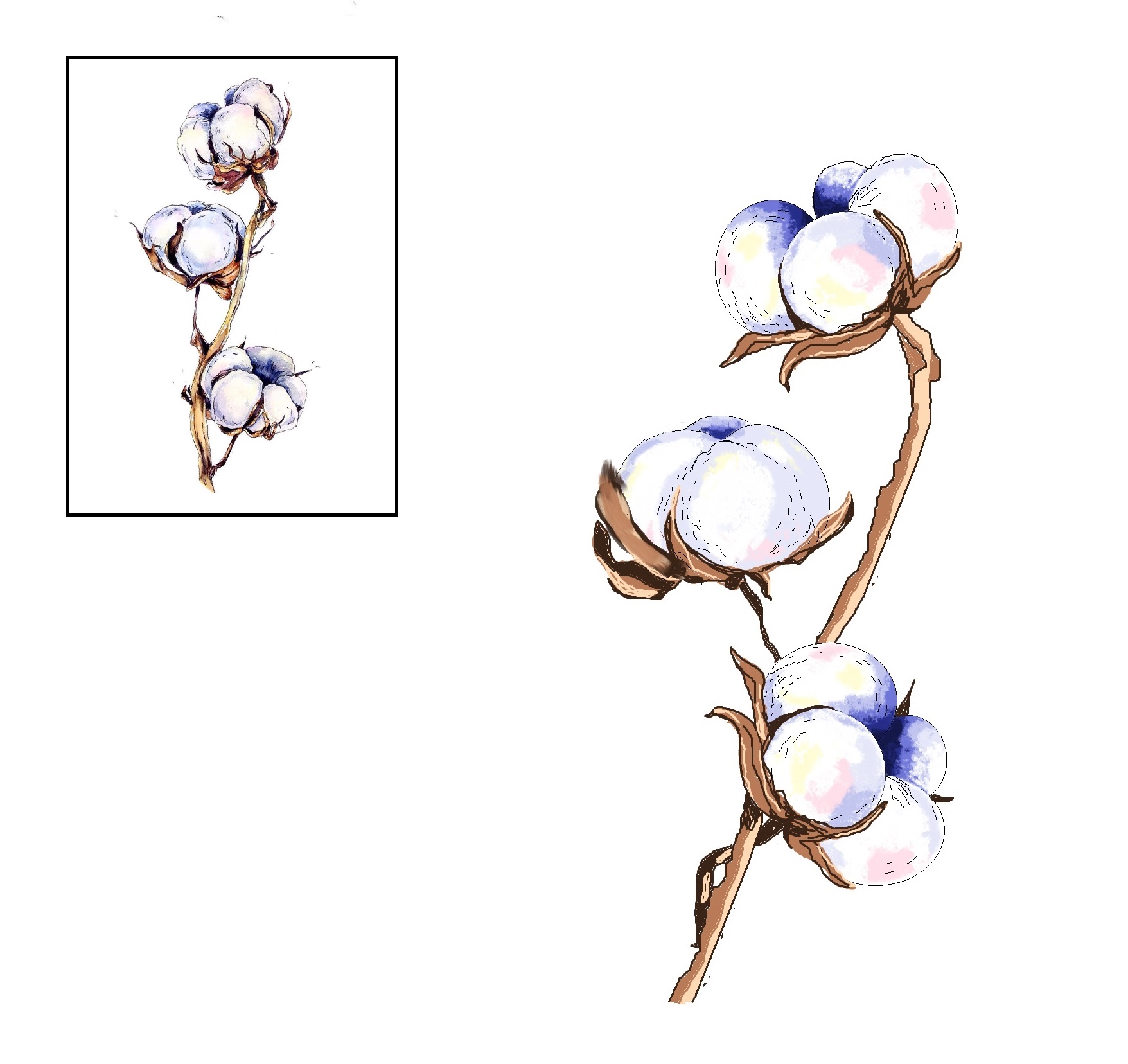 Хлопковая ветвь