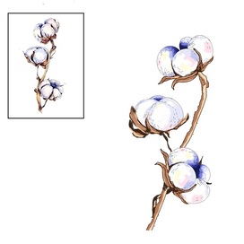 Хлопковая ветвь