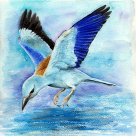 Синяя птица сизоворонка