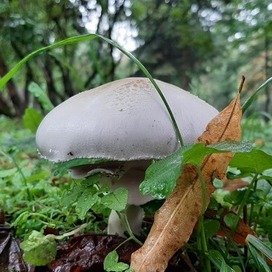 После грибного дождя