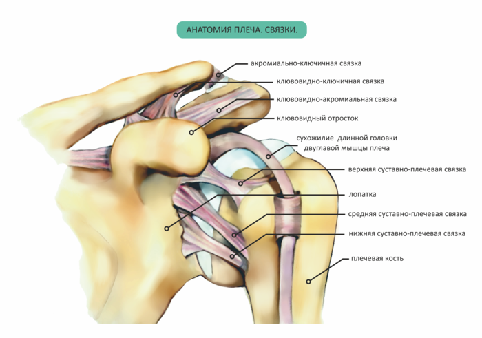 Связки плечевого сустава анатомия