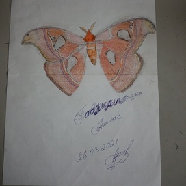 Павлиноглазка Атлас 