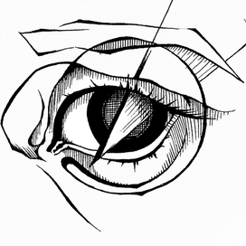 Eye