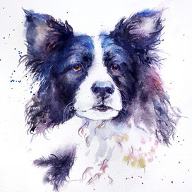 Бордер-колли