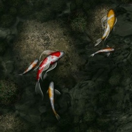 Сомы в пруду.