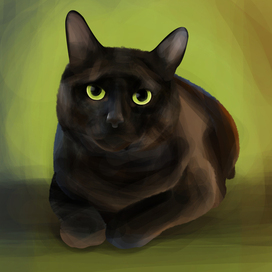 Недовольный кот.