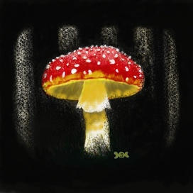 Amanita muscaria 