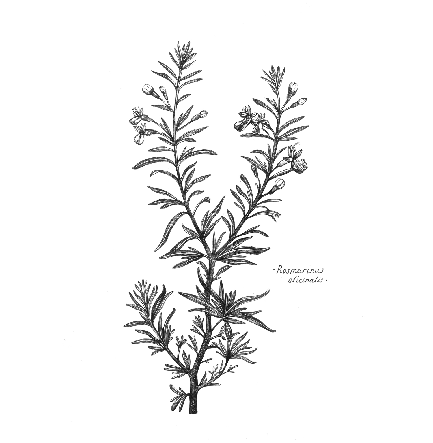 Иллюстрация Розмарин в стиле графика | Illustrators.ru