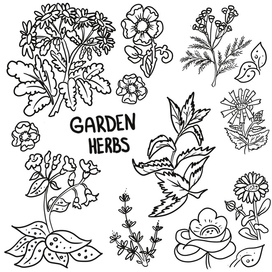 садовые растения