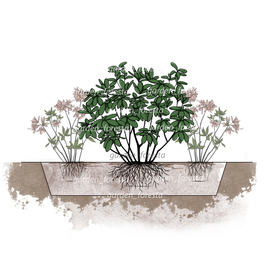 Рододендрон