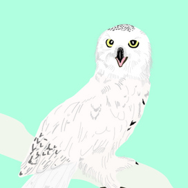 owl