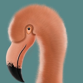 Flamingos